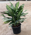 8" Aglaonema Jubilee